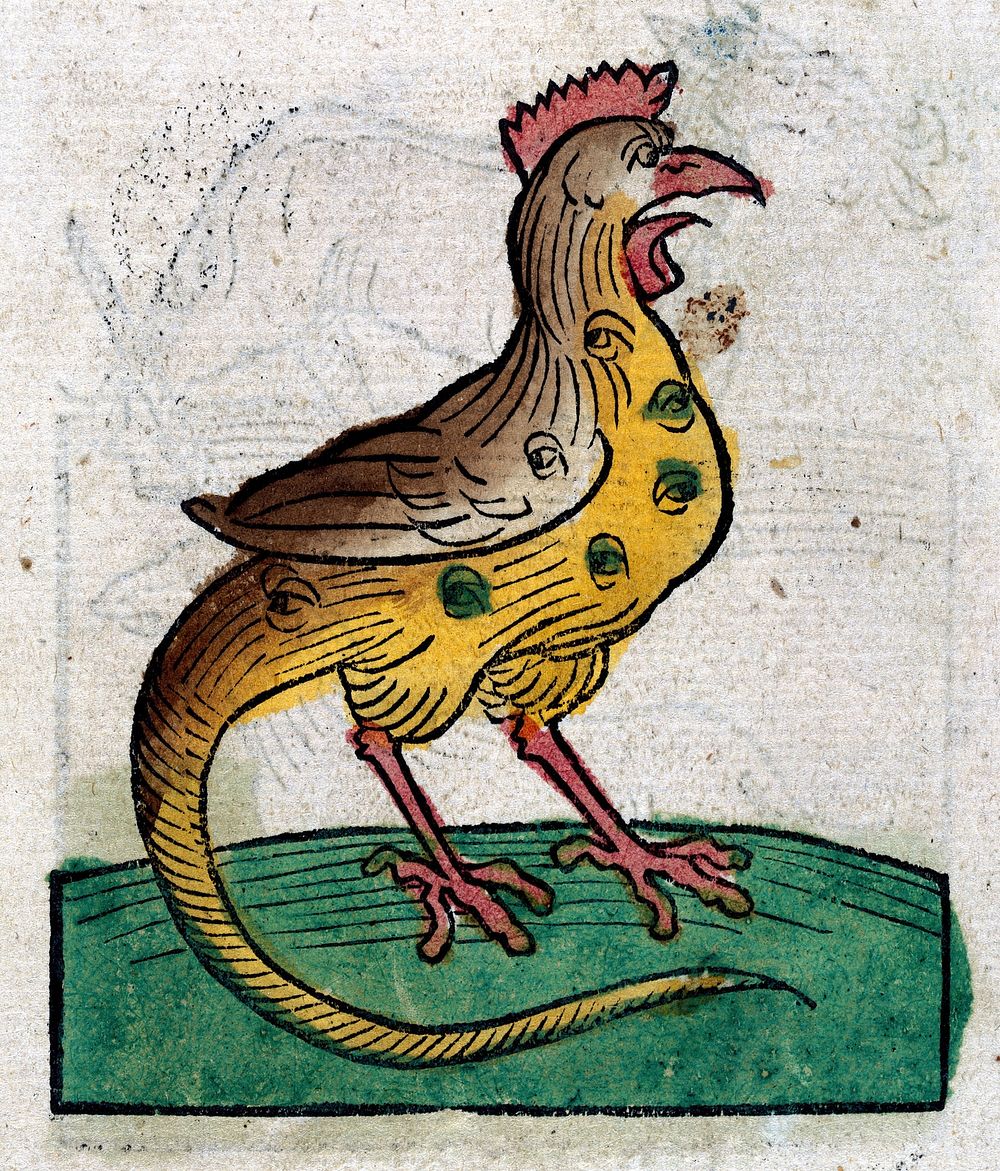 Image of a cockrel. woodcut, 1547