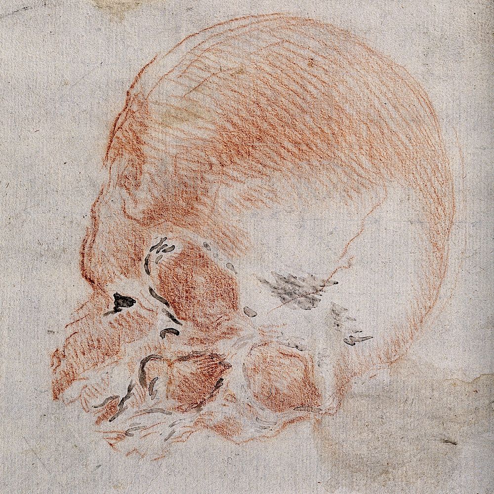 A skull. Red chalk drawing.