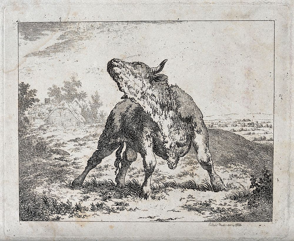 A bull standing in an enclosure craning its neck. Etching.
