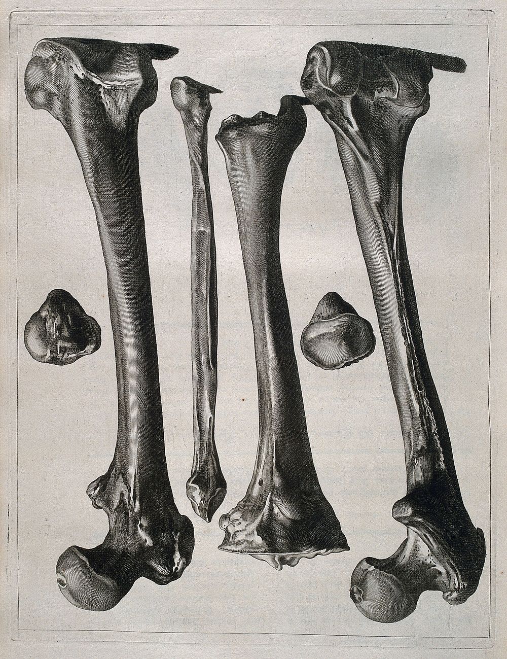 Bones of the leg: six figures. Etching by or after J. Gamelin, 1778/1779.