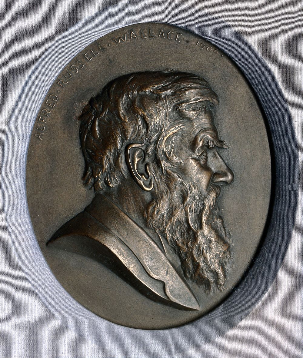 Alfred Russel Wallace. Plaster relief by A. Bruce-Joy.