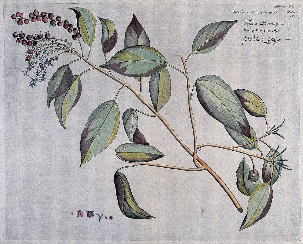 Fever bark (Croton coccineum Willd.): branch with flowers and fruit and separate sections of flower and fruit with seed.…