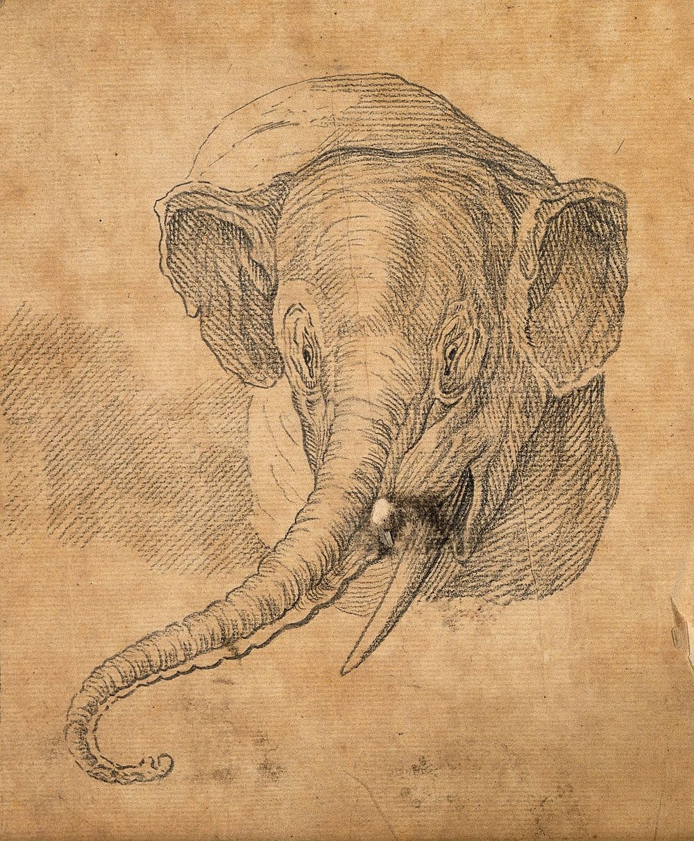 Head of an elephant. Drawing, c. 1789.
