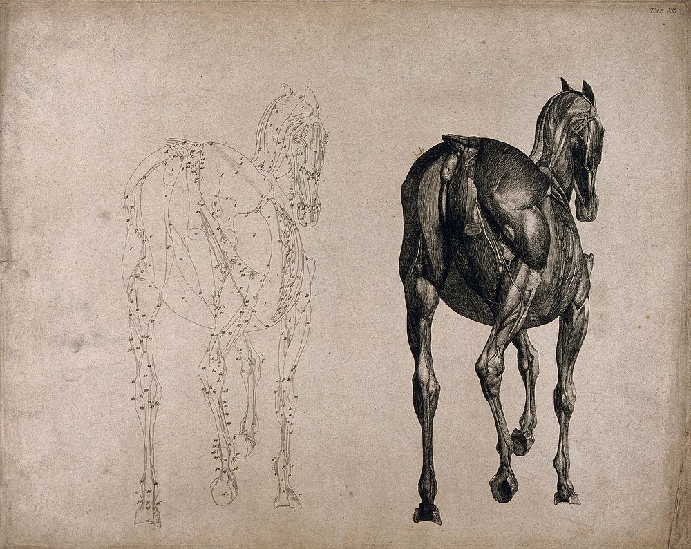 A horse, seen from behind: two écorché figures showing the muscles, one an outline drawing, the other a tonal drawing.…