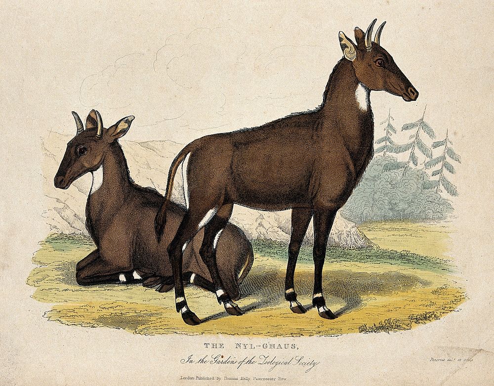 Zoological Society of London: two nilgais. Coloured etching by W. Panormo.