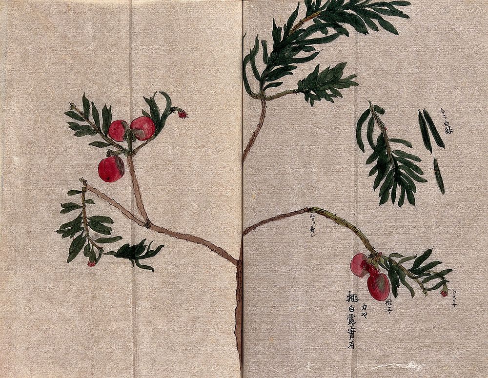 Yew (Taxus species): leafy stem with fruits. Watercolour.