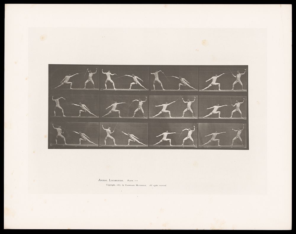 Two men in posing pouches thrust and parry with swords held in their right hands. Collotype after Eadweard Muybridge, 1887.