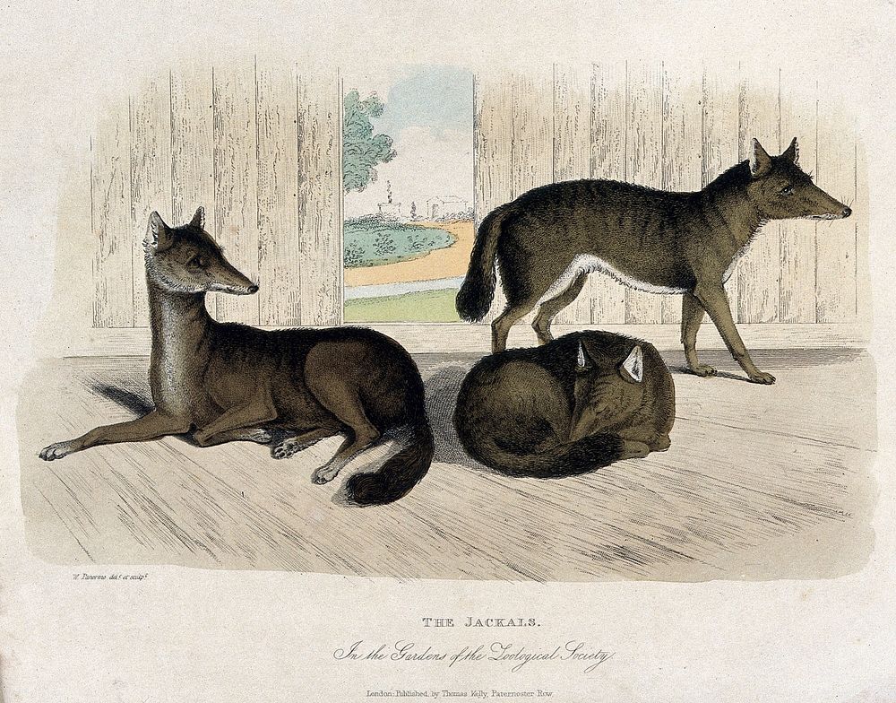 Zoological Society of London: three jackals. Coloured etching by W. Panormo.