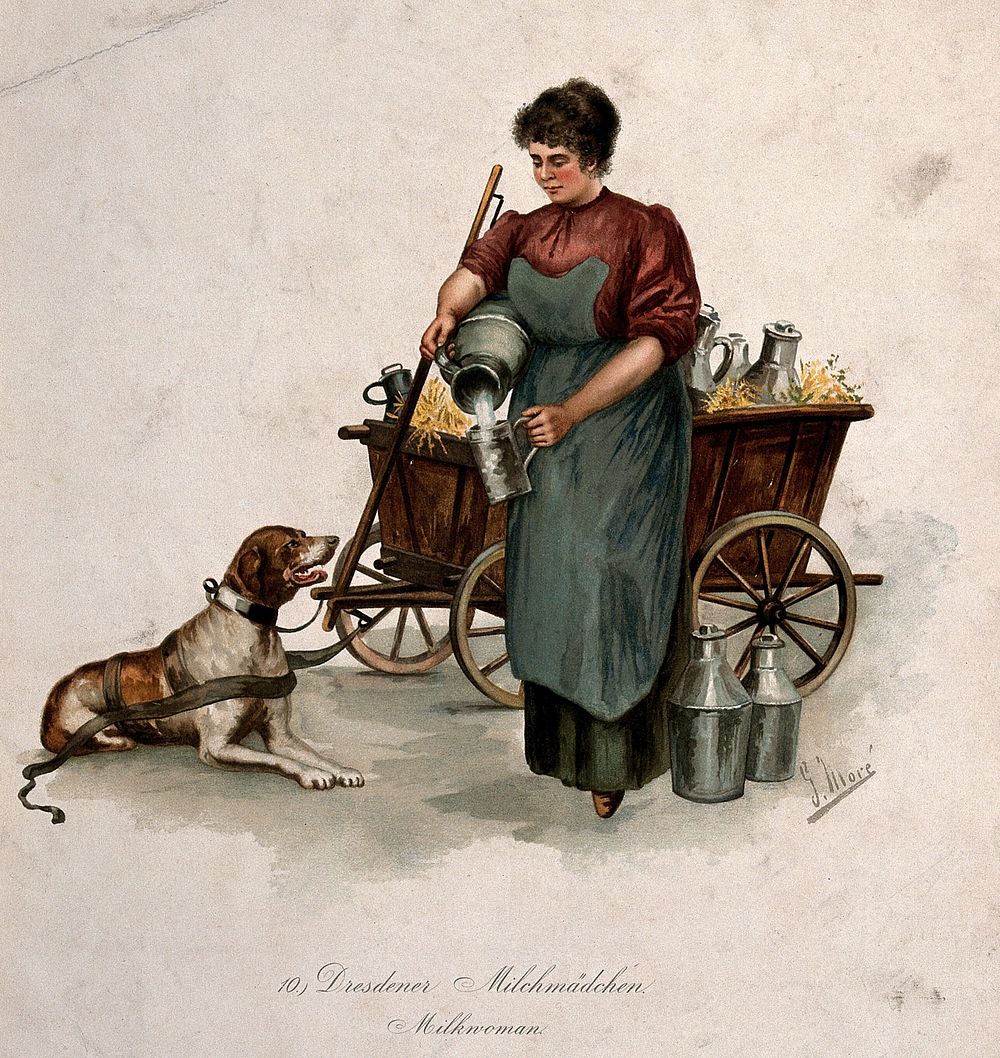 A milkmaid in Dresden pouring milk from a churn into a large mug for the dog who is yoked to the cart carrying milk churns.…