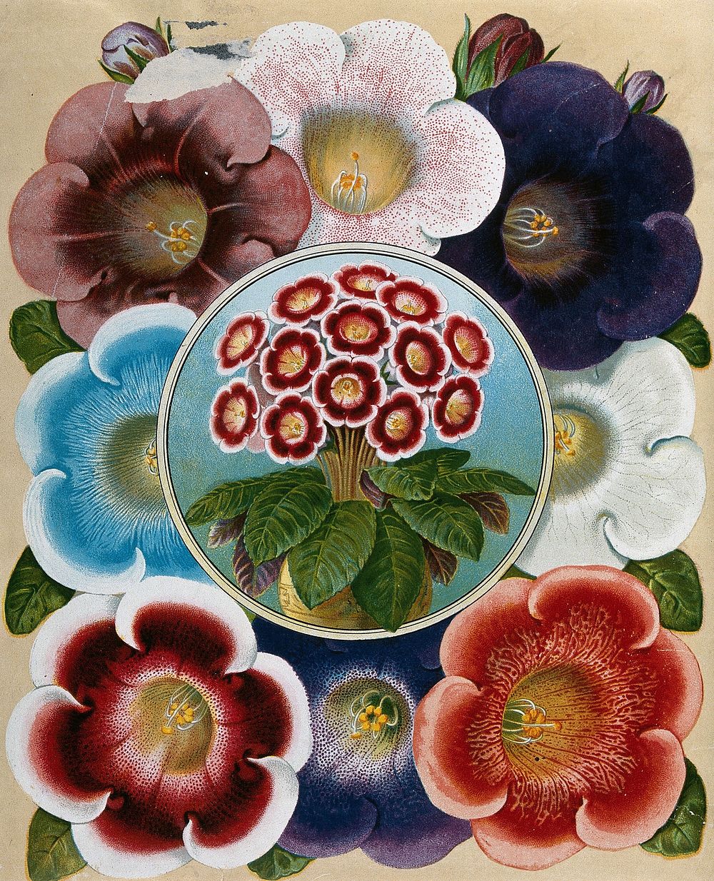 Mixed flowers, all cultivars of the florist's gloxinia (Sinningia speciosa). Chromolithograph, c. 1890.
