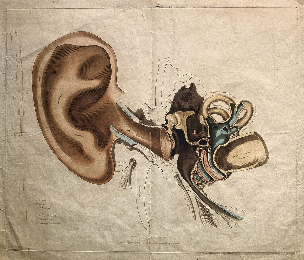 Structure of the outer and inner ear. Coloured stipple engraving by J. Stewart, 18--.