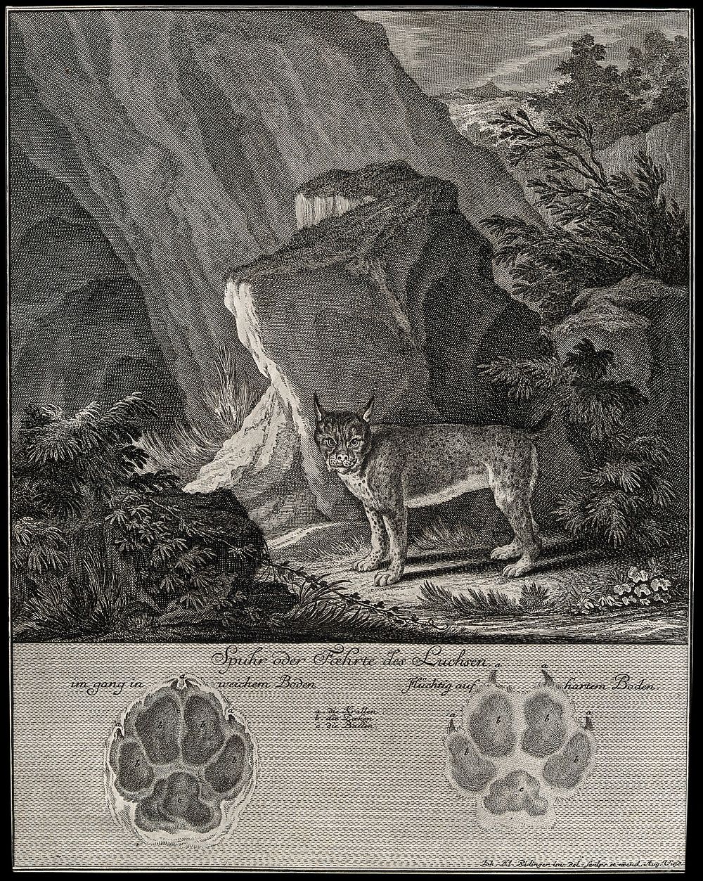 Above, a lynx standing in front of a large rock in a mountainous landscape, below, its track. Etching by J. E. Ridinger.