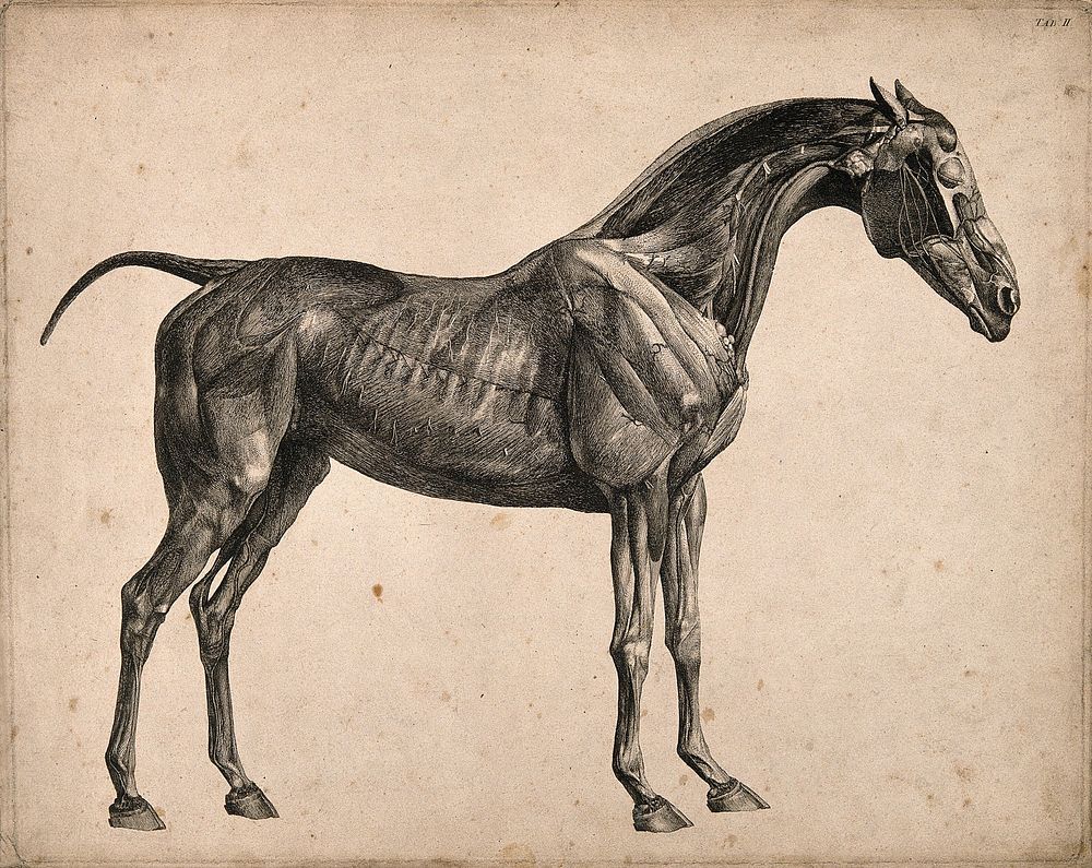 Muscles and blood-vessels of a horse: an écorché figure, side view, with the muscles and blood-vessels indicated. Engraving…