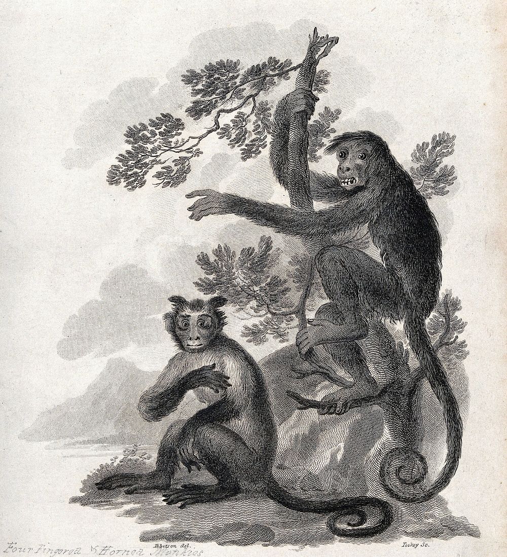 A horned monkey is sitting on the ground while a four fingered monkey is climbing up a tree. Etching by J. Tookey after J.…