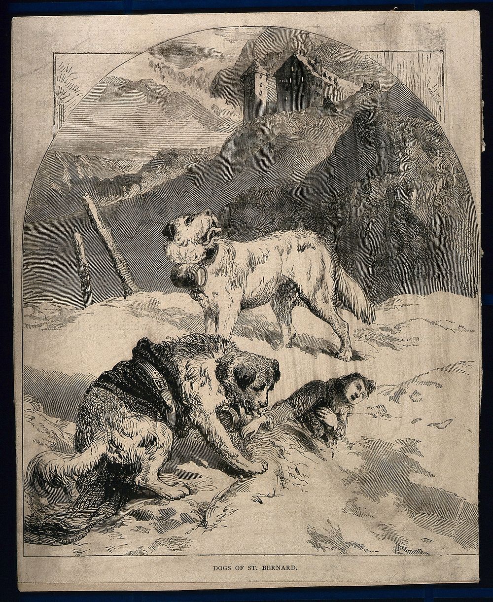 Two St. Bernard dogs find a lost unconscious figure in the snow, while one tries to revive the figure the other howls for…
