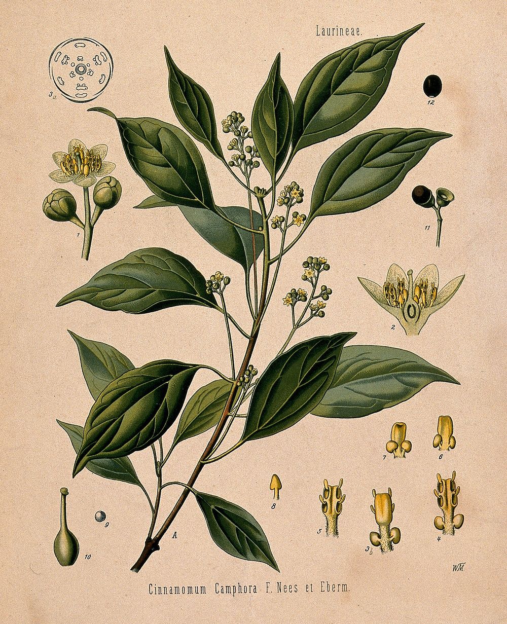 Camphor tree (Cinnamomum camphora): flowering branch and floral segments. Chromolithograph, c. 1887, after W. Müller.
