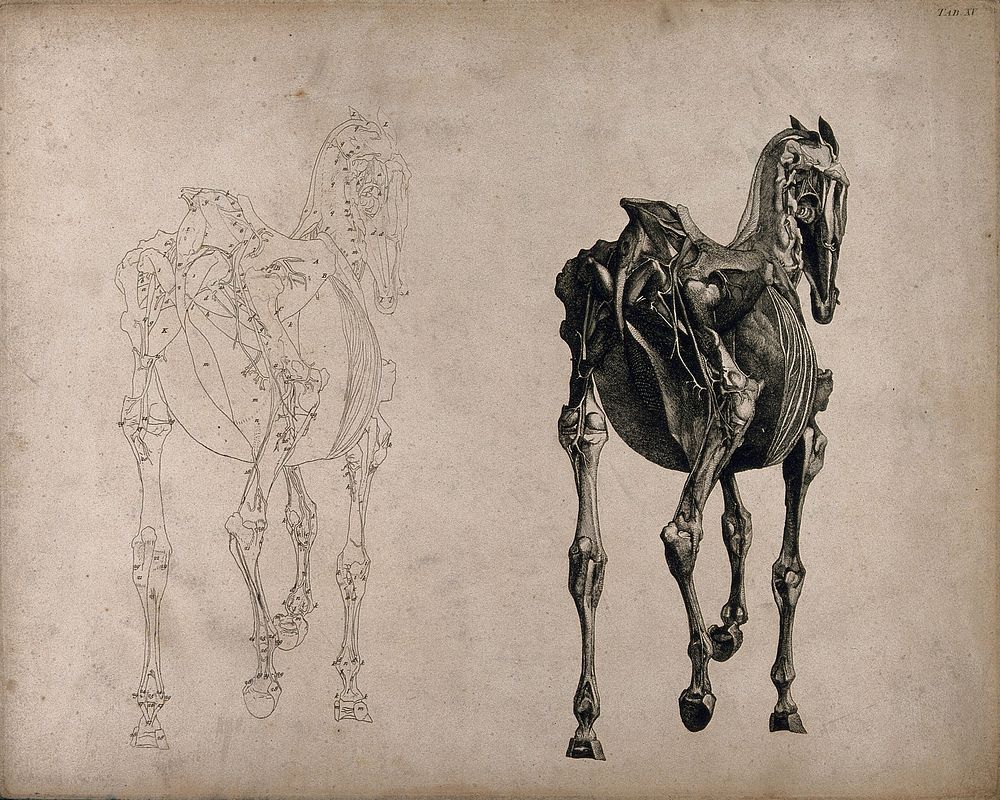 A horse, seen from behind: two écorché figures showing the muscles and bones, one an outline drawing, the other a tonal…