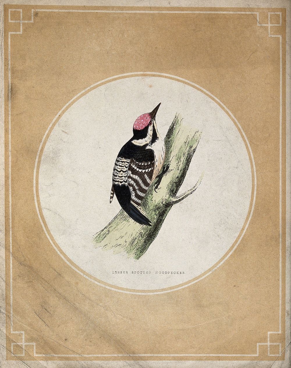 A lesser spotted woodpecker (Dendrocopus minor) on a branch. Coloured etching.
