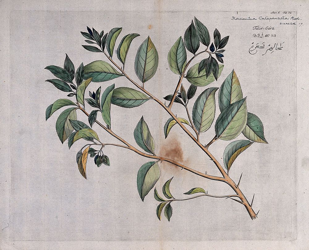 Runeala Plum (Flacourtia cataphracta Roxb.): branch with leaves. Coloured line engraving.