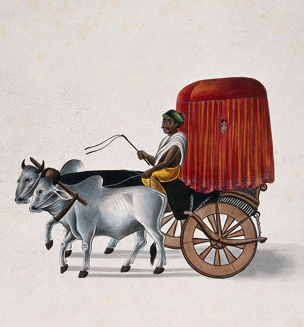 A bullocks drawing a wagon from which a woman peeps out through the curtains. Gouache by an Indian artist.