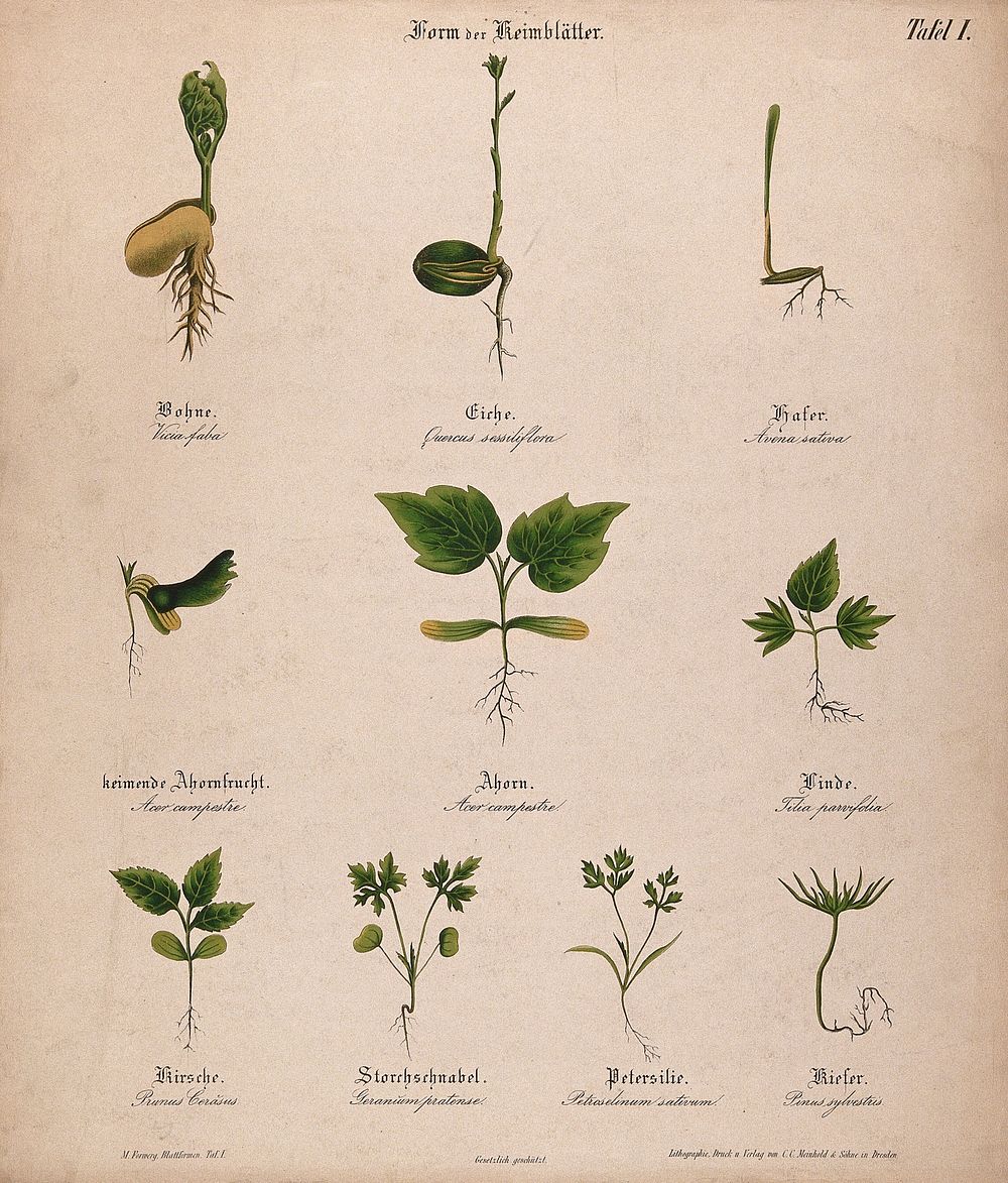 Ten seedlings with different types of cotyledon or seed leaves. Chromolithograph, c. 1850.