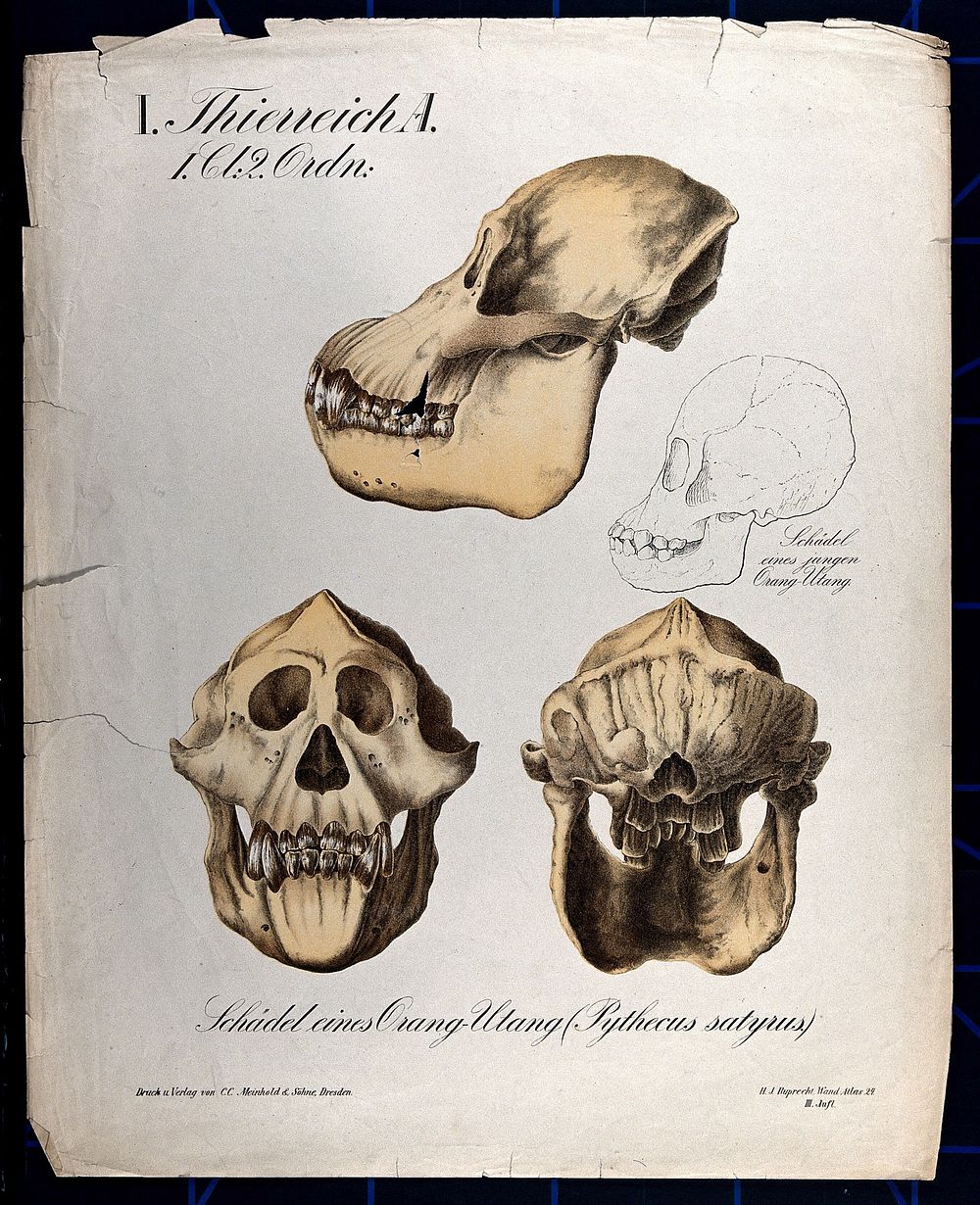 Skull of an orang-utang: four figures. Chromolithograph, 1877.