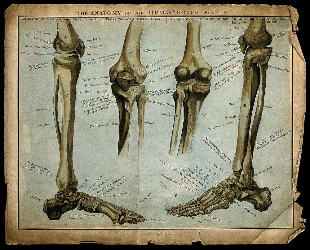 Bones of the lower limb, knee and foot: four figures. Coloured stipple engraving, 1817/1823.