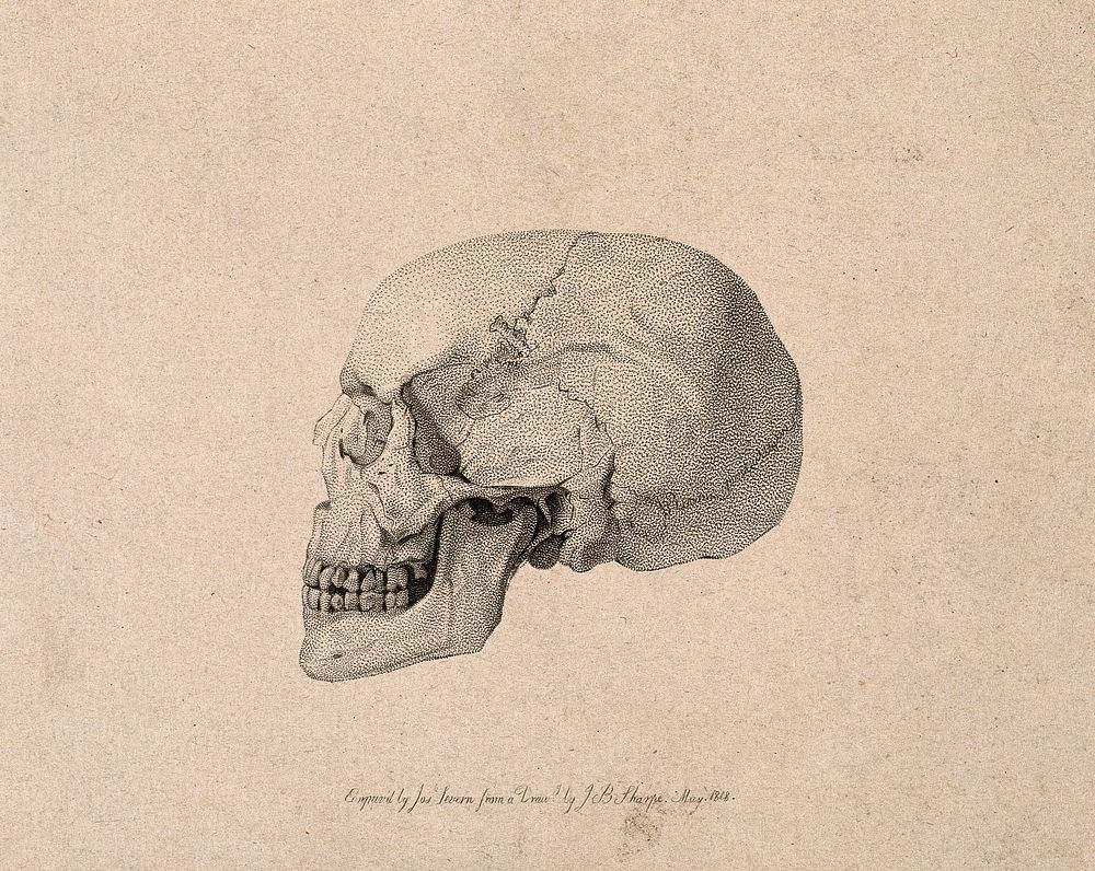 Human skull: side view. Stipple engraving by J. Severn, after J.B. Sharpe, 1818.