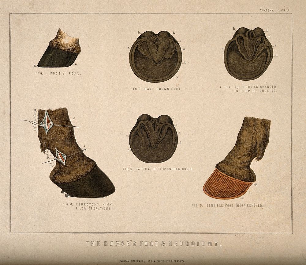 Anatomy of the horse's foot and neurotomy: six figures including the feet and hooves of a foal, an unshod horse, and the…