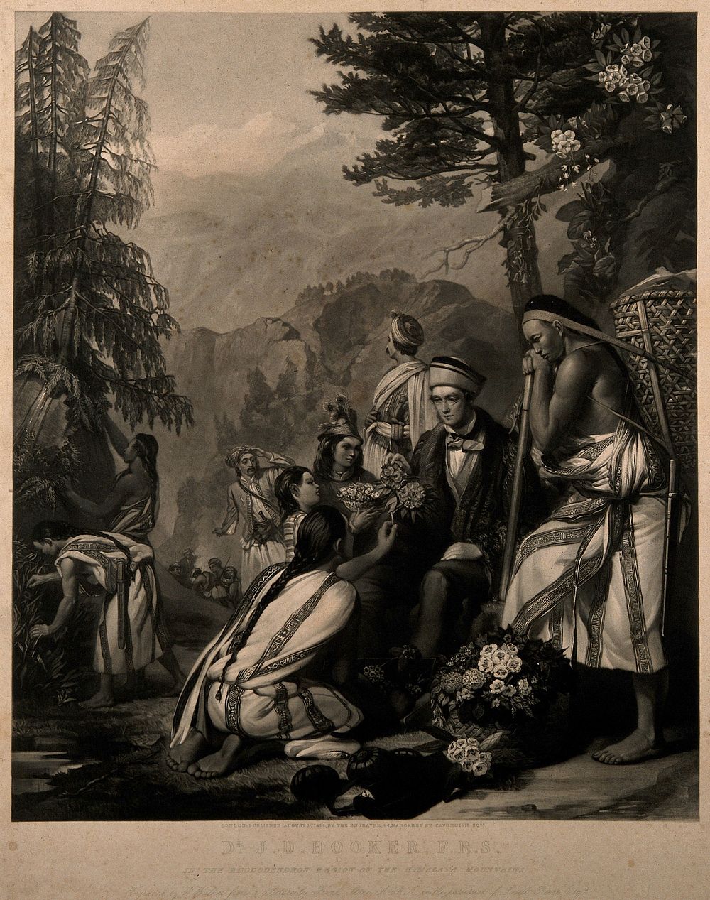 Sir Joseph Dalton Hooker in the Rhododendron area of the Himalaya. Mezzotint by W. Walker, after F. Stone, 1854.