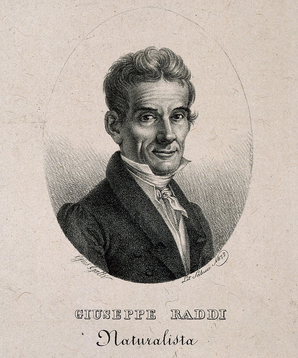 Giuseppe Raddi. Lithograph by G. Galli.