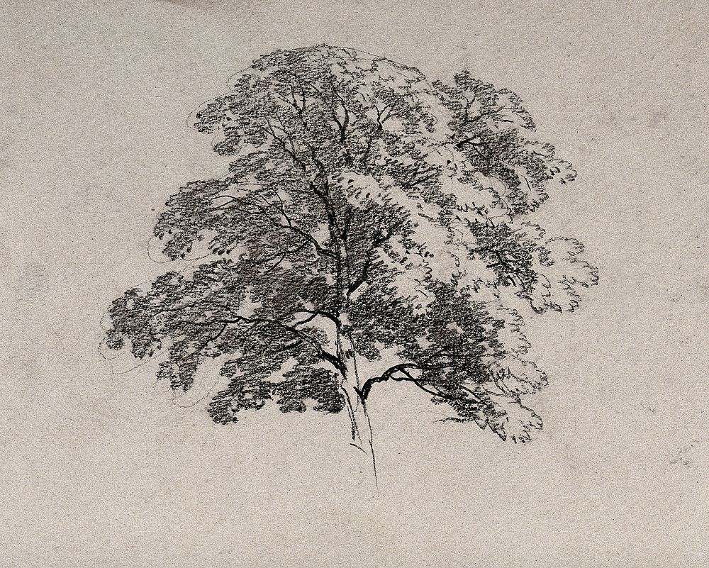 A tree in leaf. Charcoal drawing.