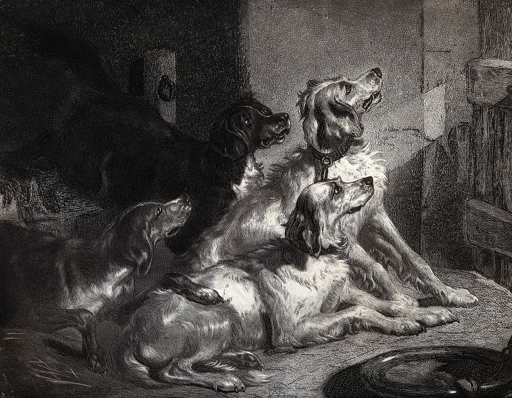Four dogs sitting in a barn looking expectant at the door. Lithograph after E. H. Landseer.