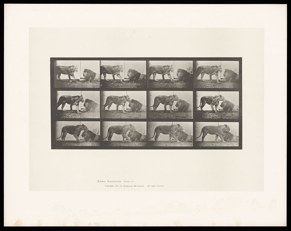 A lioness walking and a lion lying down. Collotype after Eadweard Muybridge, 1887.
