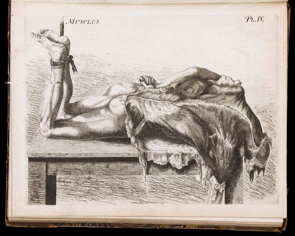 Engravings, explaining the anatomy of the bones, muscles and joints / [John Bell].