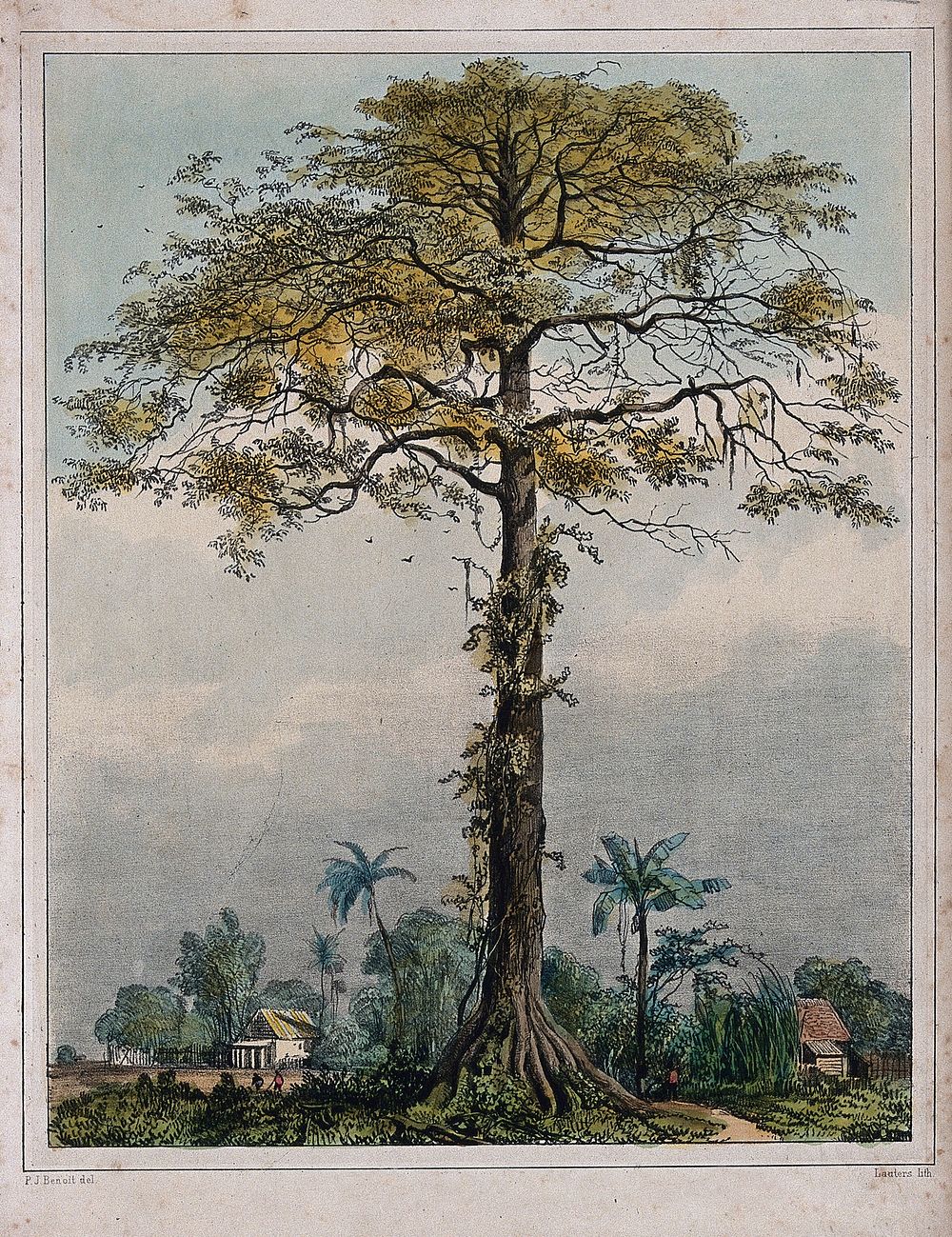 Kapok or silk cotton tree (Ceiba pentandra) growing by a village in Surinam. Coloured lithograph by P. Lauters, c. 1839…