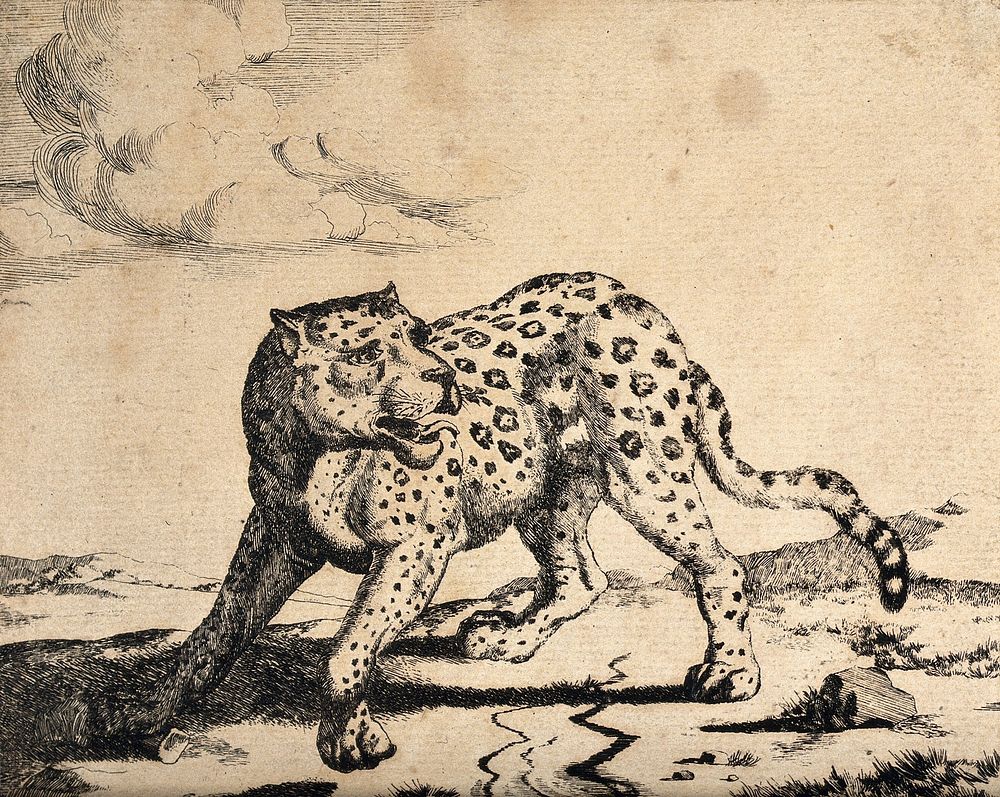 A leopard guarding its meal. Etching by M. De Bye after P. Potter.