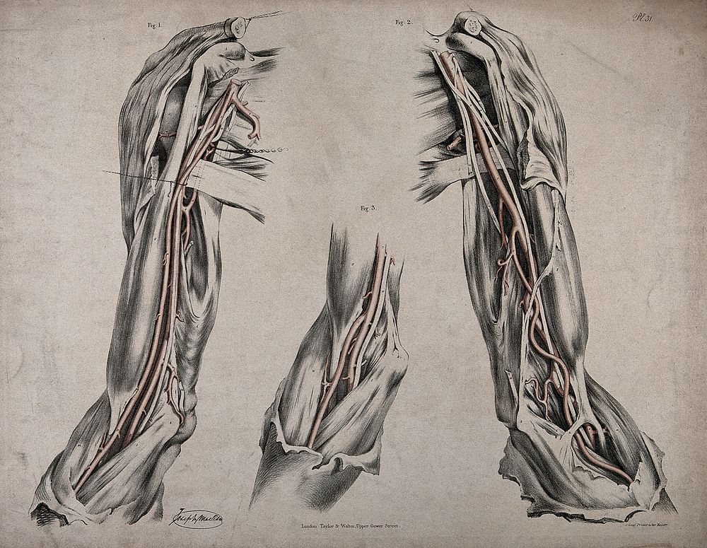 The circulatory system: dissections of the upper arm, shoulder and elbow, with arteries and blood vessels indicated in red.…