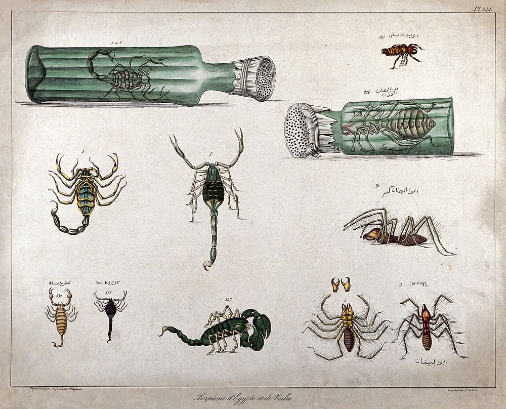 Scorpions and arachnids: eleven figures, including two examples enclosed in ventilated bottles. Coloured lithograph after…