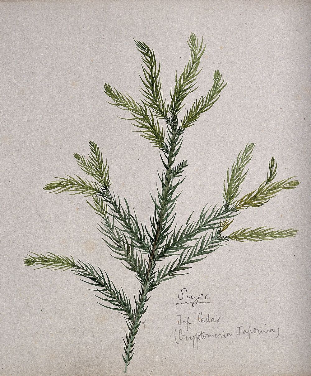 Japanese cedar (Cryptomeria japonica): branch with leaves. Watercolour by S. Kawano.