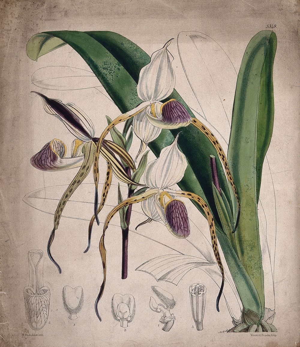 A lady's slipper orchid (Cypripedium species): flowering plant and floral segments. Coloured lithograph, c. 1862, after W.…