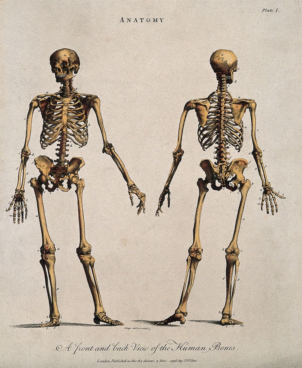 Human skeleton: front and back views. Coloured line engraving by J. Pass, 1796.