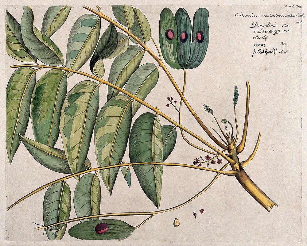 Mattipaul (Ailanthus malabarica DC.): branch with flowers and fruits, separate flowers and seed. Coloured line engraving.
