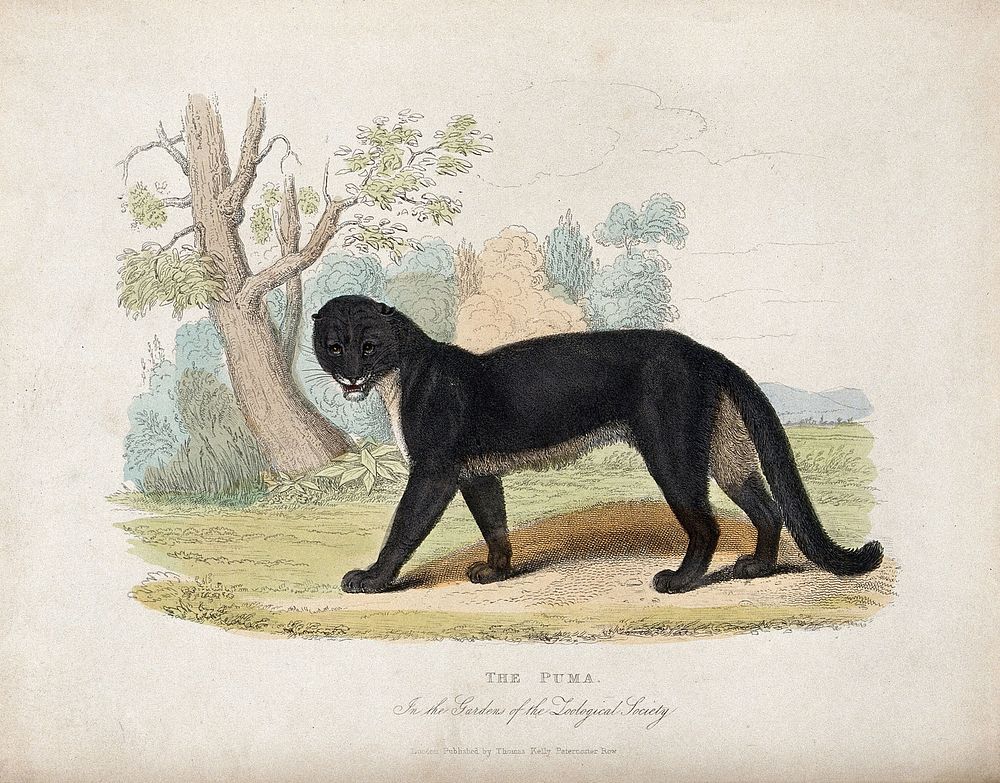 Zoological Society of London: a puma. Coloured etching.