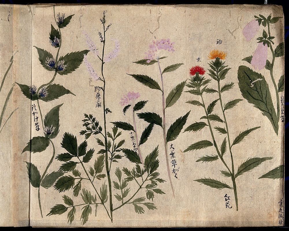 Five flowering plants. Watercolour, c. 1870.
