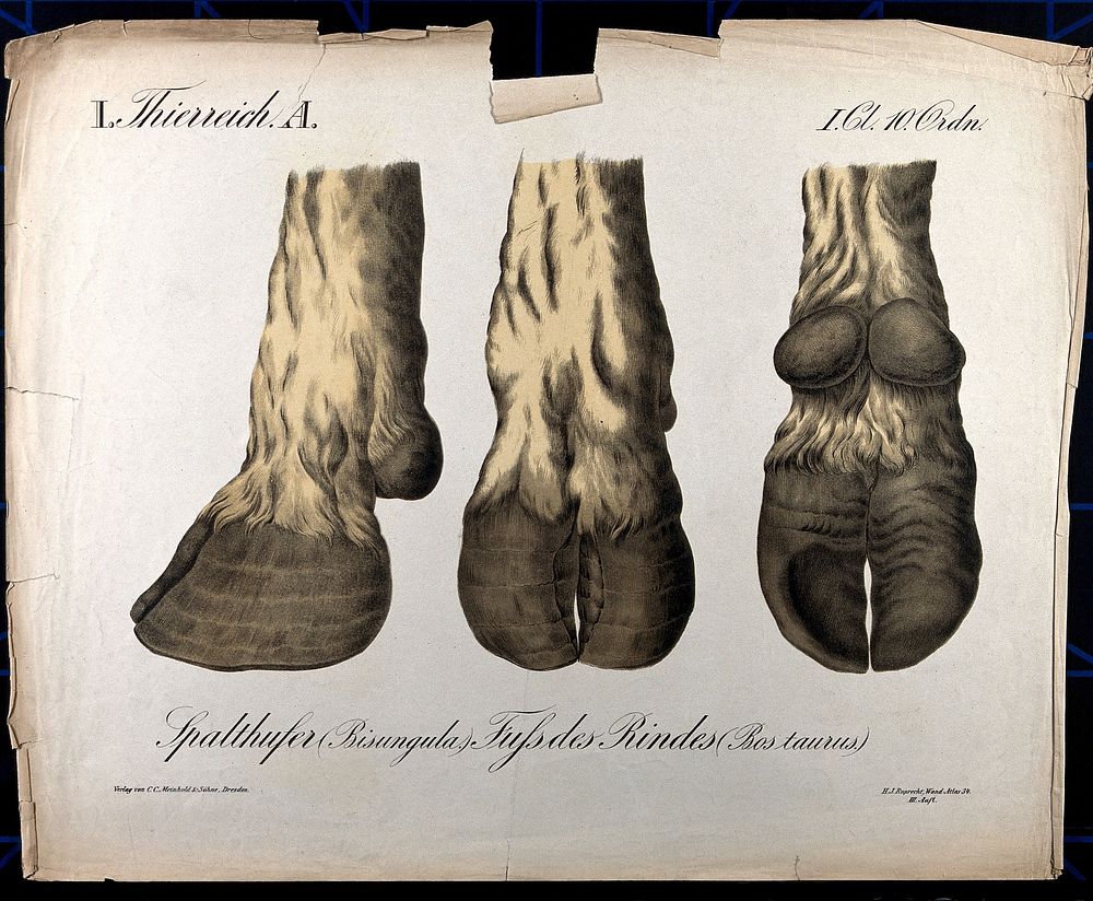 Feet and hooves of a cow or bull: three figures. Chromolithograph by H.J. Ruprecht, 1877.