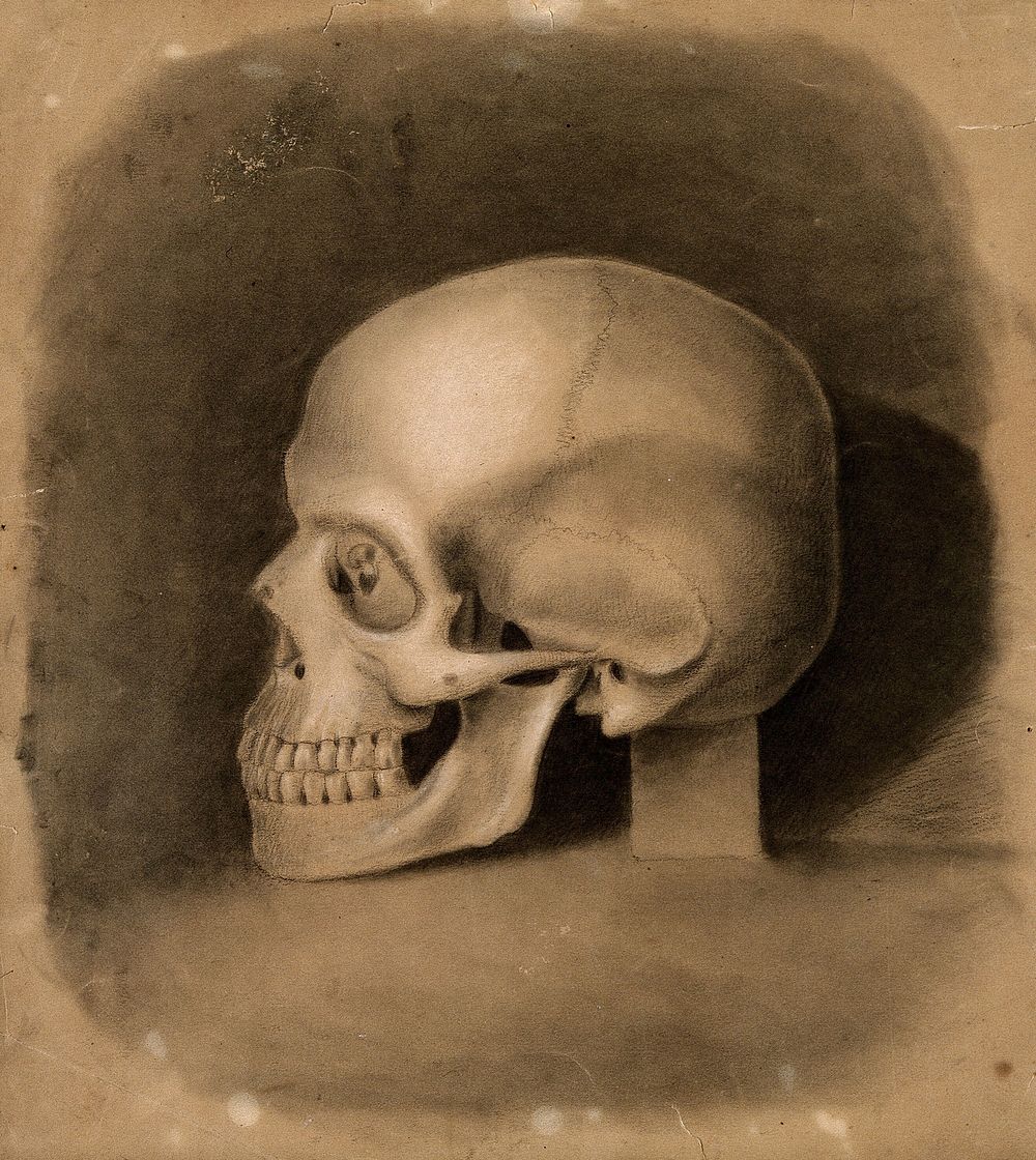Skull, side view, resting on a block of stone. Black and white chalk drawing, 18--.