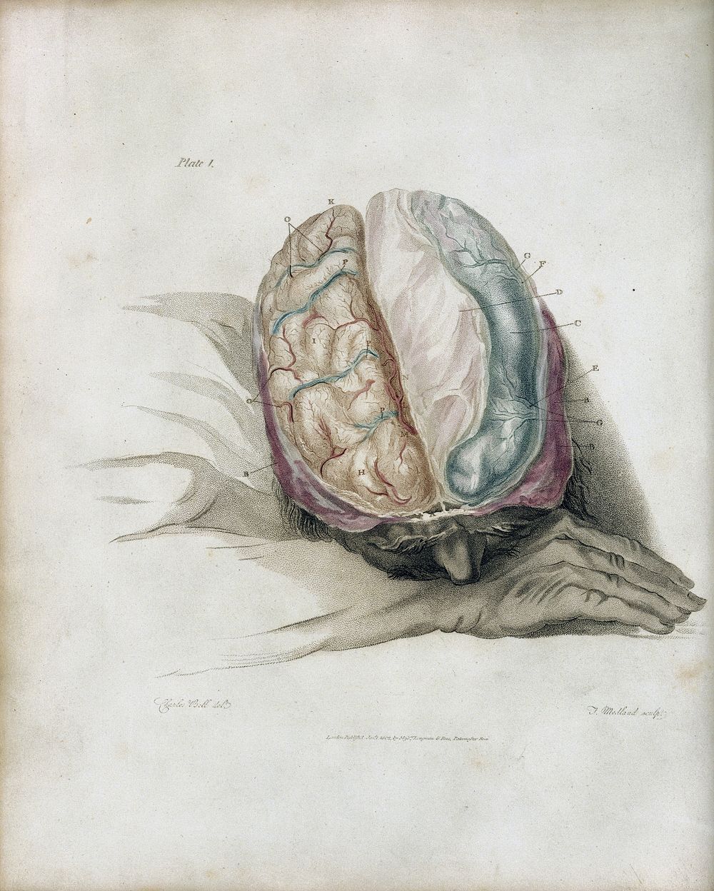 The anatomy of the brain, explained in a series of engravings / By Charles Bell.