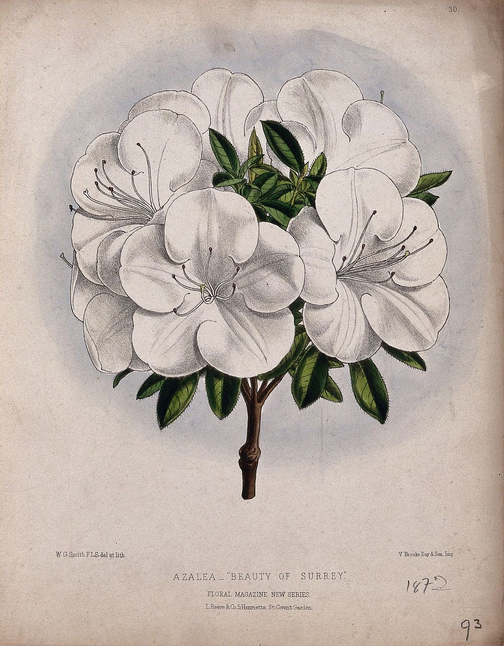 An azalea (Rhododendron species): flowering stem. Coloured lithograph by W. G. Smith, c. 1872, after himself.