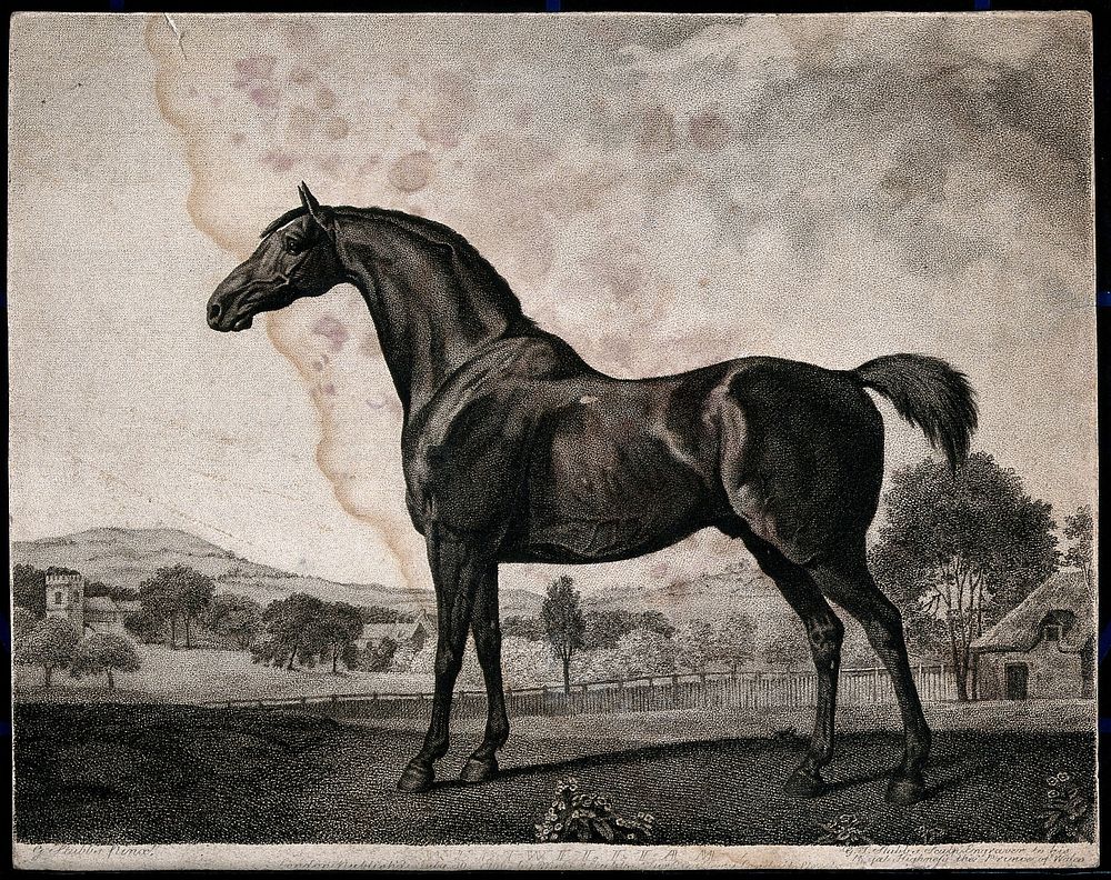 The racehorse Sweet William in a landscape. Stipple print by G.T. Stubbs after G. Stubbs.